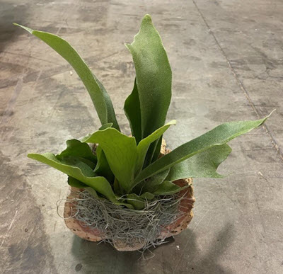 Staghorn Fern Plaque